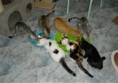 Društvo za zaščito živali Pomurja svetuje 3